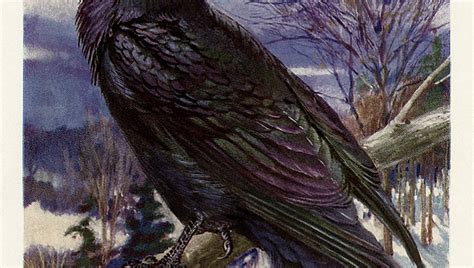 Giant Raven