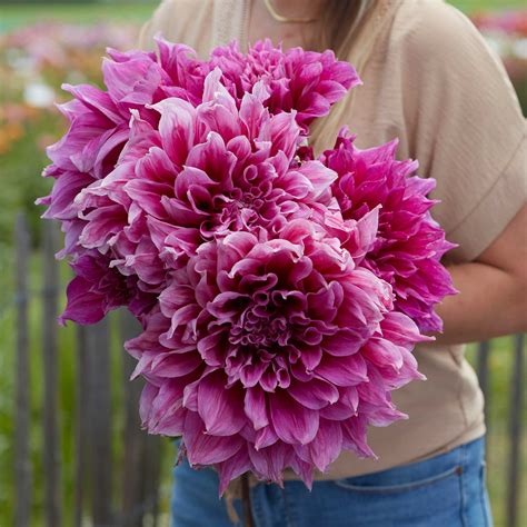 Dahlia Bulbs (Dinnerplate) - Emory Paul | Dahlia Tubers | Eden Brothers