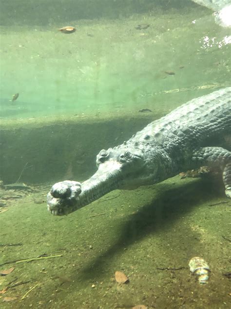 Gharial @ SingaporeZoo 🐊 💚 : r/Crocodiles