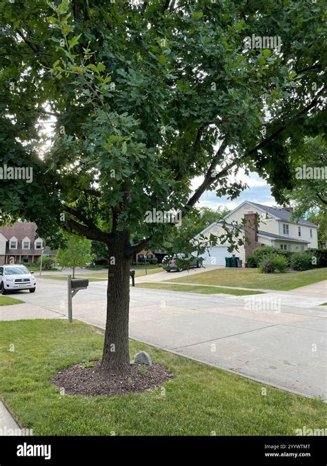 English Oak Quercus Robur Stock Photo Alamy