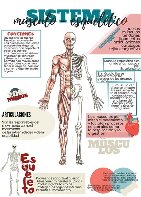 Sistema musculo esquelético Sistema muscular humano Libros de