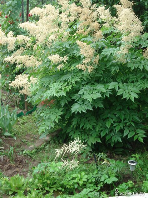 Волжанка двудомная в ландшафтном дизайне (46 фото) - фото - картинки и ...