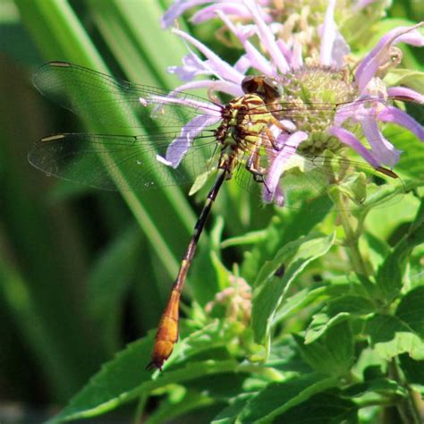 Russet Tipped Clubtail Stylurus Plagiatus Insects Of Iowa