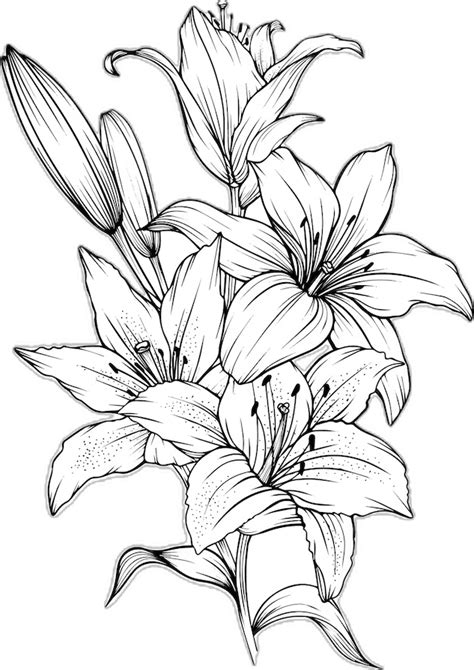 Hand Drawn Lily Bouquets | Lily Flowers