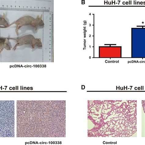 Circ Promotes Proliferation Of Hcc Cells In Vitro Knockdown Of