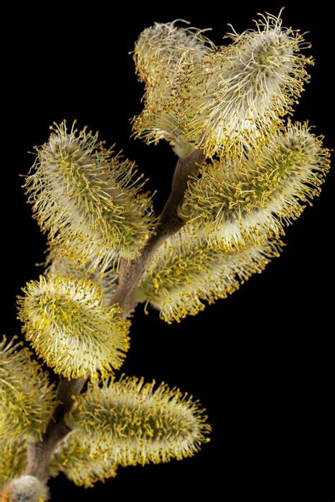 Blossoming Pussy Willow Twig Isolated On Black Background Stock Image Image Of Beauty Bundle