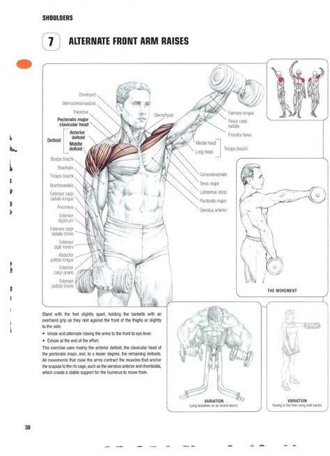 guia de los movimientos de musculacion frederic delavier definitiva