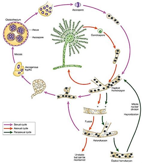 [pdf] Control Of Sexual Reproduction In Aspergillus Species Semantic