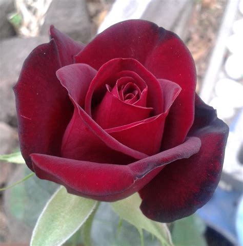 Rose Black Madonna Hello Hello Plants