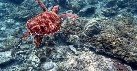 Red Sea Turtle Imgur