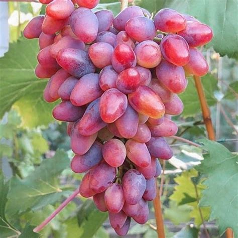 Виноград Арочный - купить саженцы в Украине дешево | Florium.ua