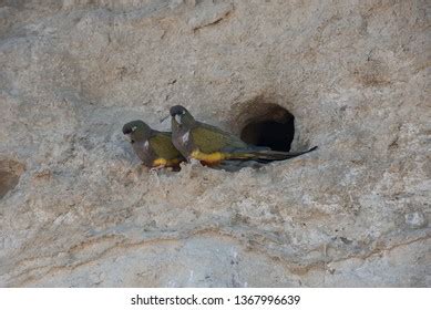 cyanoliseus patagonus royalty  images stock