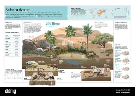 infographic   biome   sahara desert quarkxpress qxp