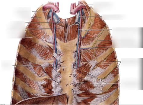 The Thorax Pt 4 Diagram Quizlet