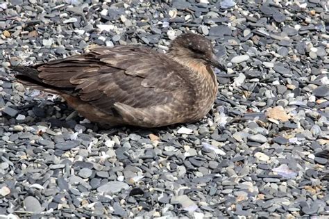 Chilean skua - Facts, Diet, Habitat & Pictures on Animalia.bio