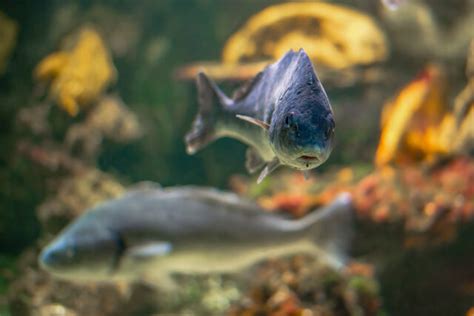 underwater footage  improve  fishing