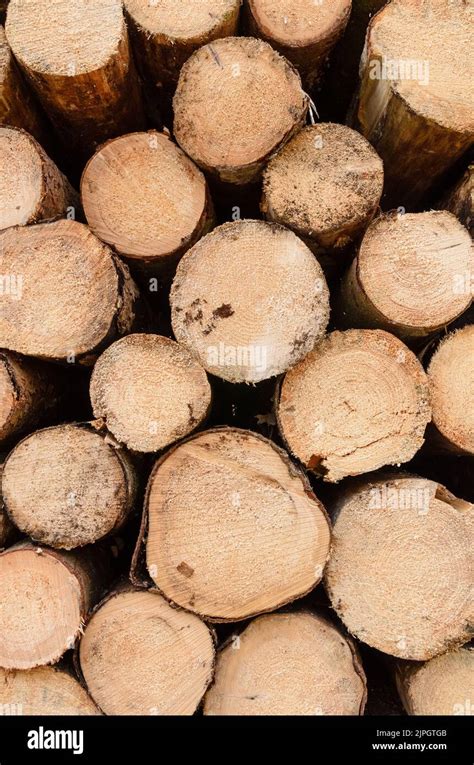 Pile Of Felled Tree Trunks Natural Wooden Background Stock Photo Alamy