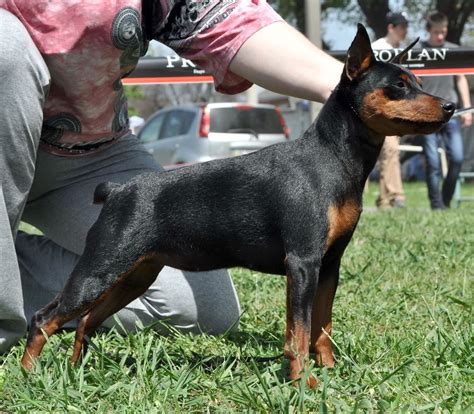 Miniature Pinscher photo Mini Pinscher, Miniature Pinscher, Akc, Small ...