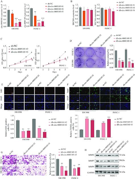 Circ 0005105 Knockdown Inhibit PDAC Cell Proliferation And Invasion