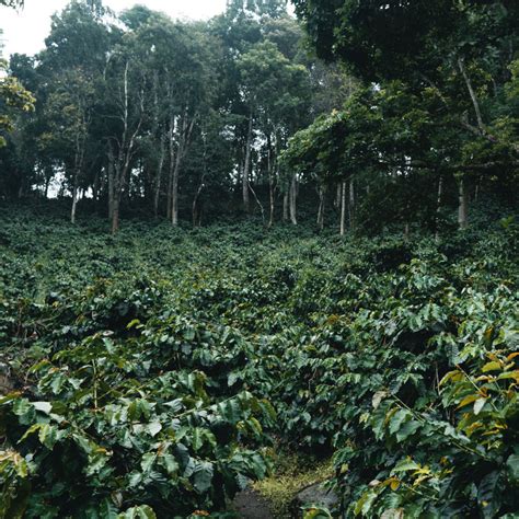 agroforestry  coffee quality fantine