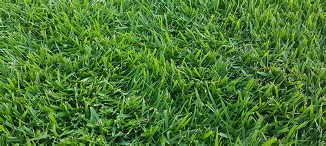 Zoysia Grass In Focus Lawn Solutions Australia