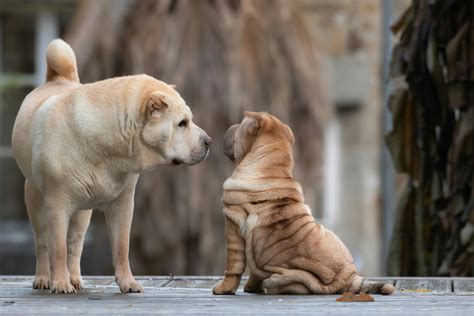 Discovering the Perfect Companion: Dog Breeds Shar Pei Mixes