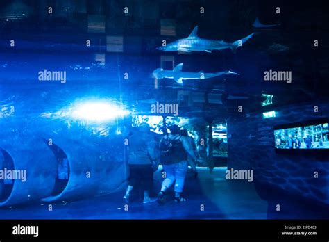 view  people walking   tunnel   fish tank   dubai