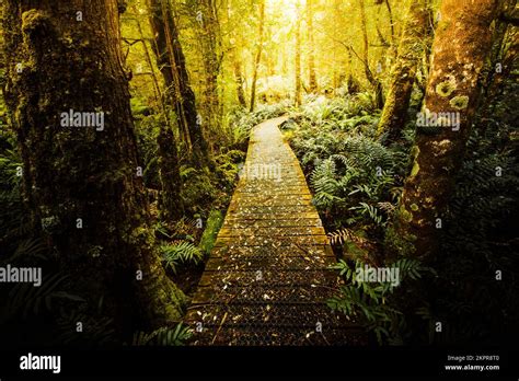 Temperate Forest Landscape On A Scenic Trail Routing Through The Dense