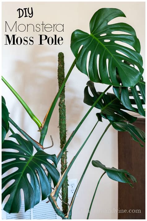 How To Make A Moss Pole For Your Monstera Plant Hearth And Vine