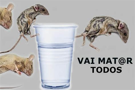 Como Acabar Com Os Ratos - Como acabar com os ratos da sua casa sem precisar comprar veneno