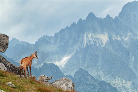 Chamois Goat Characteristics: Facts and Profile