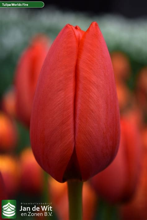 Worlds Fire ® | Tulip | Jan de Wit en Zonen B.V.