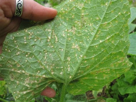 Bug Watch: Thrips | The Garden Clinic