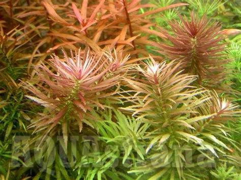 Лімнофіла Лимнофила ароматика, limnophila aromatica, растение для ...