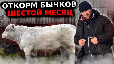 Откорм бычков 6-ой месяц откорма - YouTube
