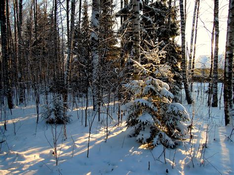 Fotos gratis paisaje árbol naturaleza bosque rama nieve frío