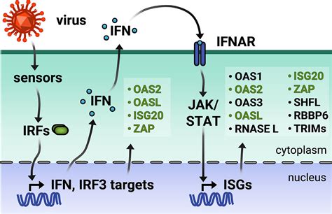 Frontiers All About The Rna Interferon Stimulated Genes That