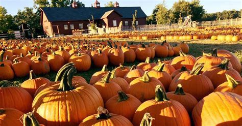 Pumpkin Patch Fall 2024 Near Me Coupons Code - Petra Brigitte