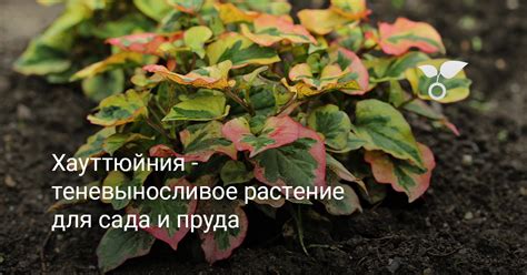 Хауттюйния — теневыносливое растение для сада и пруда. Фото сортов ...