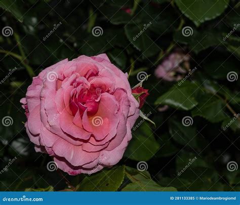 Rosa Chinensis In The Garden With Natural Leaves Background Stock Image