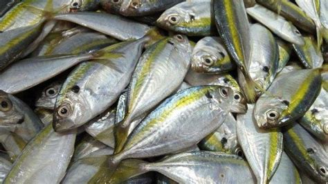 kaya  omega  berikut  jenis ikan asli indonesia buat
