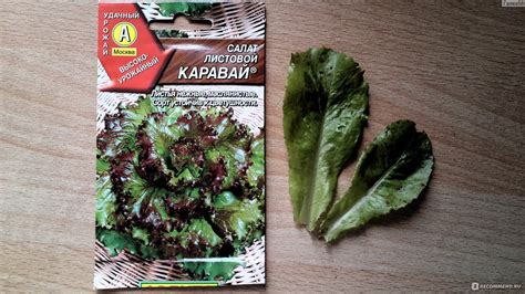 Семена салата листового "Каравай", ООО "Аэлита" - «Салат листовой ...