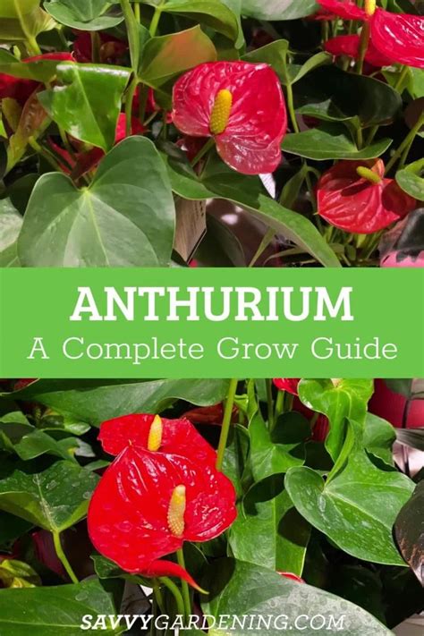 Anthurium A Complete Guide To Growing Anthuriums Video Video In