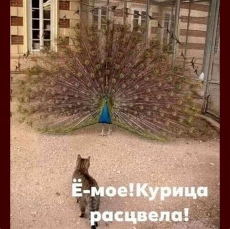 ИНСТРУКЦИЯ КАК МАЛЬЧИКАМ ПИСАТЬ В ТУАЛЕТЕ 1 Встаем перед унипзам 2 ...