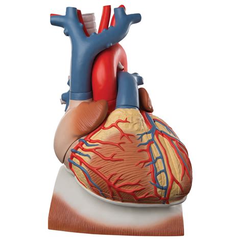 Anatomical Heart Model Anatomy Of The Heart Heart Model On Diaphragm