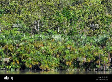 World Largest Mangrove Forest Sundarbans Famous For The Royal Bengal