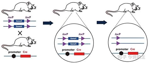 干货分享Cre loxP基因敲除技术 知乎