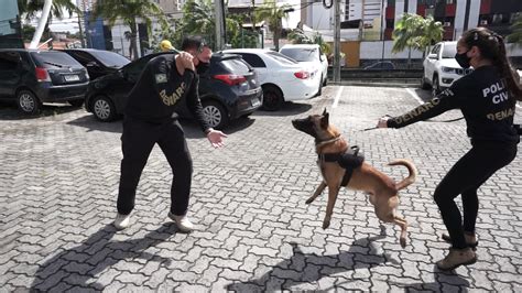 Cães farejadores da Polícia Civil usados para detectar substâncias