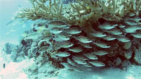 Shoal Of Treadfin Bream On A Coral Reef Stock Video Video Of