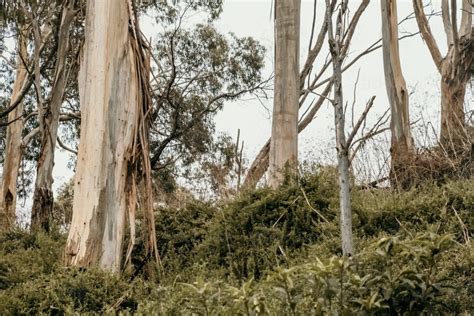 Image Of Gum Tree Trunks Austockphoto